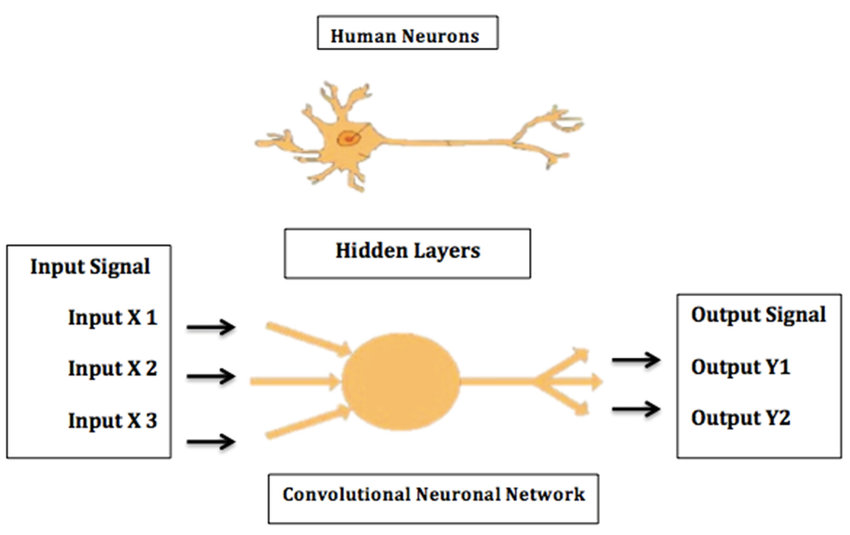 Comparison of a human neuron vs an AI neural network