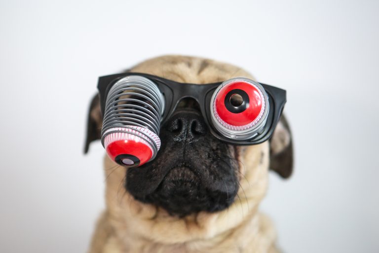 cute-pug-dog-wearing-googly-joke-eye-glasses-2022-11-02-00-04-26-utc